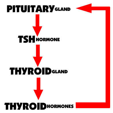 understanding thyroid and TSH levels